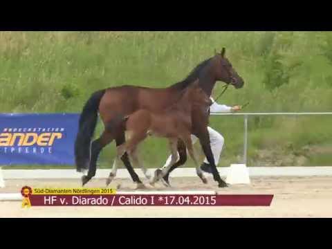 KN 17 HF v. Diarado - Calido I