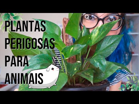 , title : 'PLANTAS PERIGOSAS PARA ANIMAIS E VOCÊ TEM UMA EM CASA!'