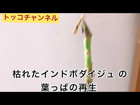 インドの花のチューブ 植物