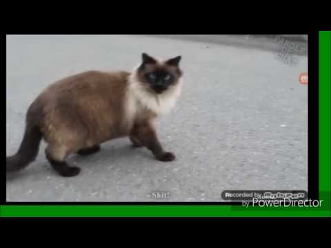 LES GROS MOTS 2 "master of crystal clasaga "