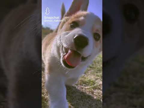 cute little dog 🥰😘