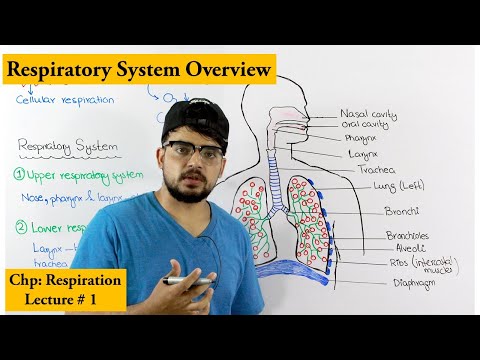 Respiratory system introduction and Overview