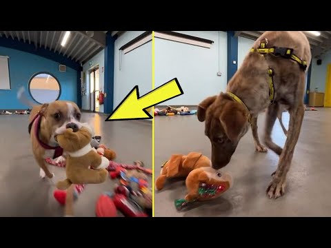 Dogs Were Allowed To Pick Their Own Christmas Gifts At Animal Shelter, And Here’s What Happened