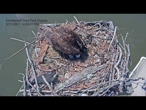 Видео Слайд