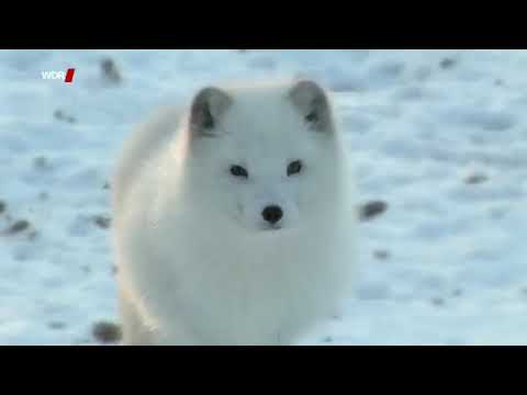 Tiere der Arktis - Polarfuchs, Eisbär, Schneehase und Co. [Doku]