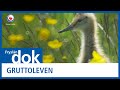 FRYSLAN DOK: Gruttoleven