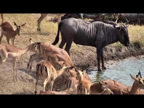 Djuma: Kudu, Wildebeest bull and Impala herd  - 09:07 - 09/29/18