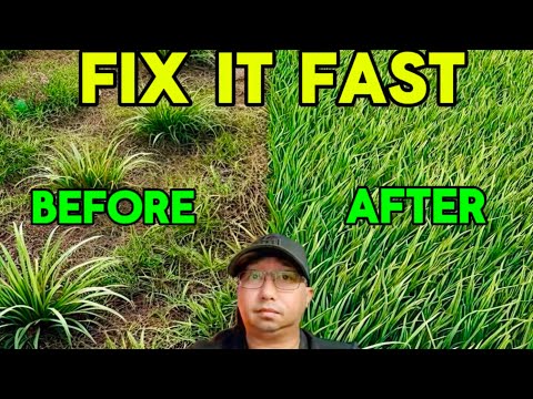 Fix an Ugly Lawn FAST
