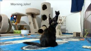Cosmo Kittens - Morning wake up call
