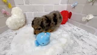 ハーフ犬の動画02