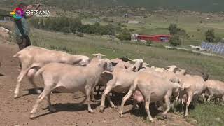 ΑΜΕΣΗ ΣΤΗΡΙΞΗ ΣΤΟΥΣ ΚΤΗΝΟΤΡΟΦΟΥΣ ΠΟΥ ΘΑΝΑΤΩΣΑΝ ΖΩΑ ΛΟΓΩ ΕΥΛΟΓΙΑΣ 18 11 2025