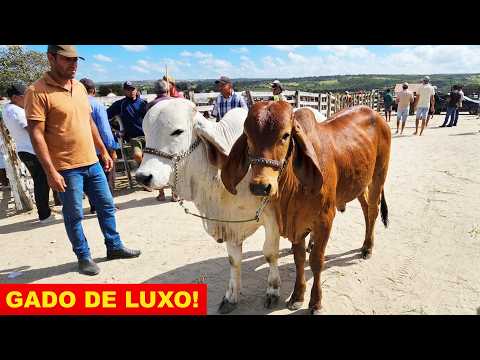 FEIRA DE GADO EM JUPI-PE  30-08-2026 #nordeste