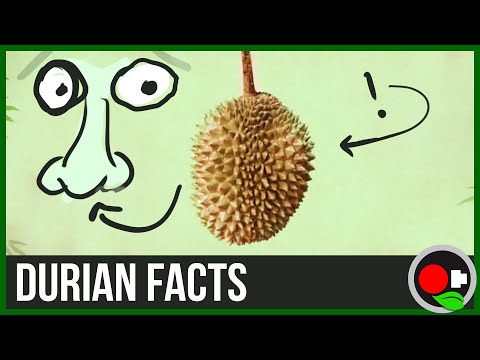 Durian (King of Fruits) - the Chemistry of the Smell