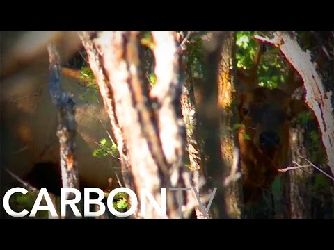 The Tricks To Stalking Rutting Elk