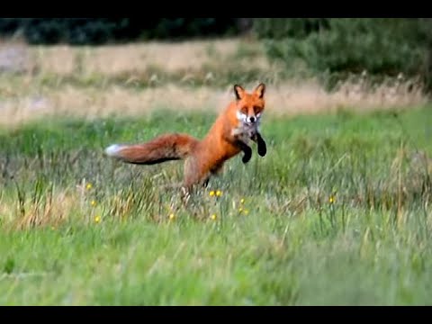 Ræv på jagt efter haresteg (også vist på TV2 i prog. 1 døgn, 2 hold, 3 dyr) Fox chasing hare.