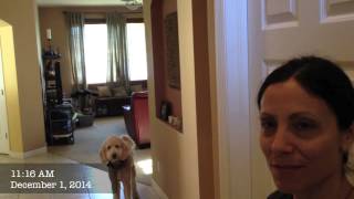 Oliver the Goldendoodle - Dog Training of Fort Myers - Patrick Logue