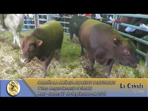 27-09-18 Venta de Toros Angus Generales - Cabaña La Cañada de Besoy - Azul