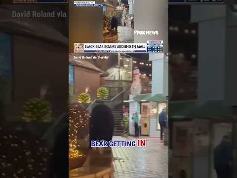 Black bear crashes holiday shopping inside Gatlinburg mall! #shorts #foxnews #viral