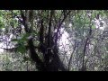 Monkeys on Kilimanjaro