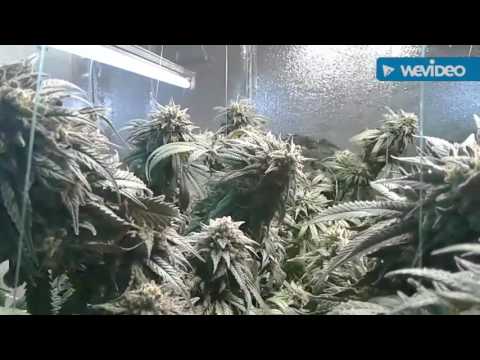 Generation Sour...Flower update week#8 Day#56