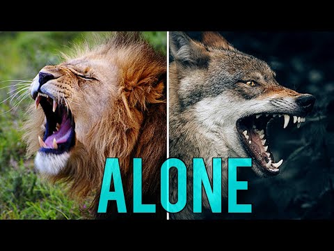 Lion vs Wolf Attitude 🔥 | Wisdom for Fighting Battles Alone | Leadership