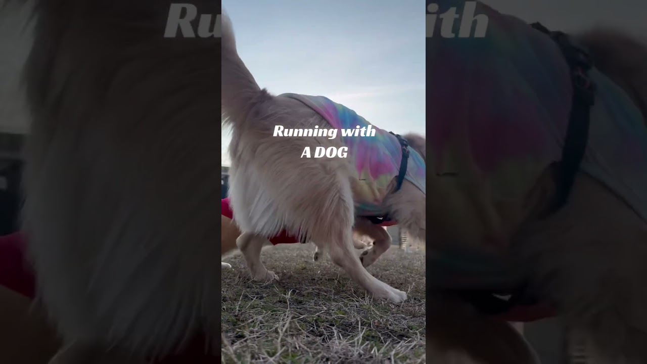 フクちゃんと走ろうシリーズ #コーギー #コーギーのいる暮らし #シニアvlog