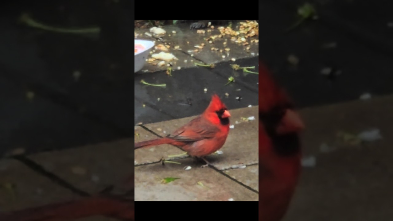The Red Cardinal bird comes and goes to our backyard. #canada #shorts #bird lover's😍#wildlife #love