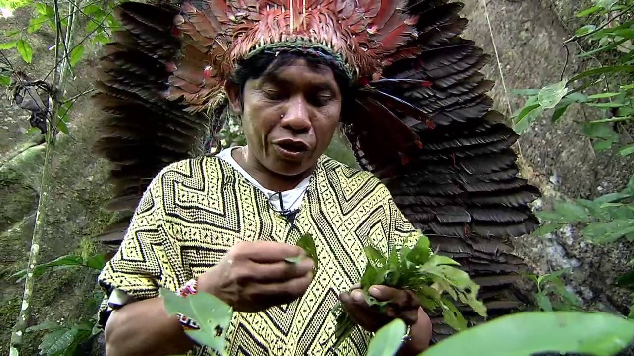 "Livro da Cura" dos indígenas Huni Kuin