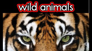 Wild animals gameplay video by Rubyru, 10:11 duration