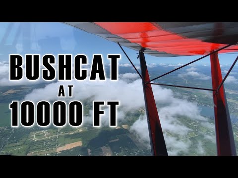 Bushcat at 10,000 Feet