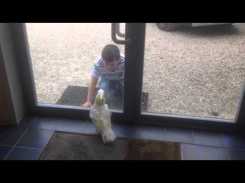 Chico de papegaai, boos of verliefd ?