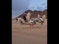 The Force Generated When An Arab Child Rides A Purebred Arabian Horse