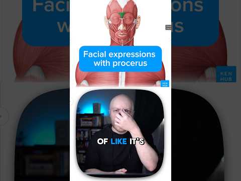 Anatomie & Behandlungswissen Videos – Interaktives Nachschlagewerk für Physio, Massage, Therapie 22 The Muscle Behind Your “Hmm…” Face