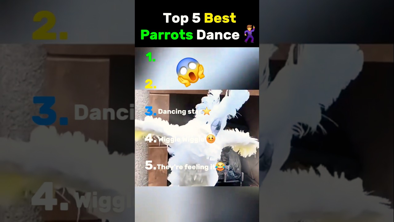 Top 5 BEST Parrots Dance 🦜#birds