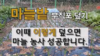 마늘 밭 부직포 덮기 이때 이렇게 덮으면 마늘 농사 성공합니다. #마늘 부직포 씌우기 #한지형 마늘 가꾸기