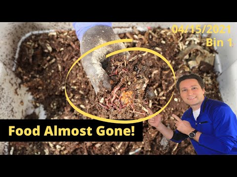 Bin 1 Feeding Needed (10 Gallon Tote Worm Bin) 4/15/2021
