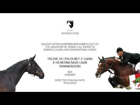Legendary Heartbreaker x daughter of Emerald's (1.60m) full sister!