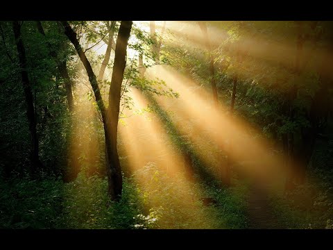 M i c h e l   P é p é - Le Coeur de la  Forêt