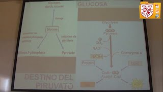 preview picture of video 'Bioquímica - Metabolismo de Carbohidratos: Glicólisis'