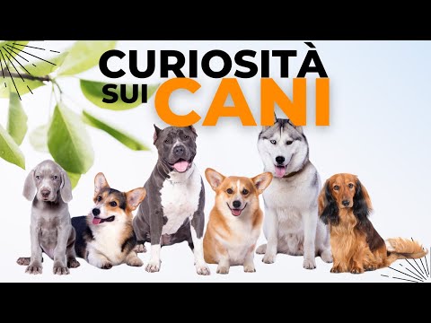 Alla scoperta dei Cani - Documentari di animali per bambini