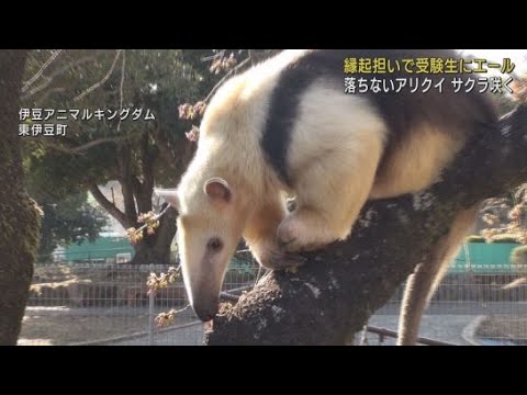 YouTube Video 木から落ちないアリクイと桜で「試験に落ちない」「桜咲く」と受験生を応援するイベント　静岡・東伊豆町