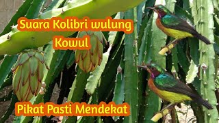 Download lagu Suara Pikat Kolibri Wulung Kowul mp3