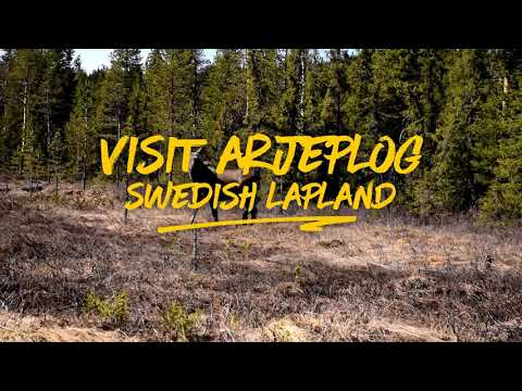 Curious moose - Arjeplog