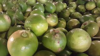 Dhaka Karwan Bazar Lemon Wholesale Market 4K Video