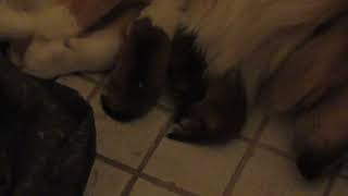 Video preview image #2 Collie Puppy For Sale in HIGH POINT, NC, USA