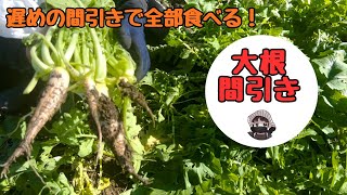 Thin out the radishes late and eat them all [Radish] [Thinning] [Home garden]