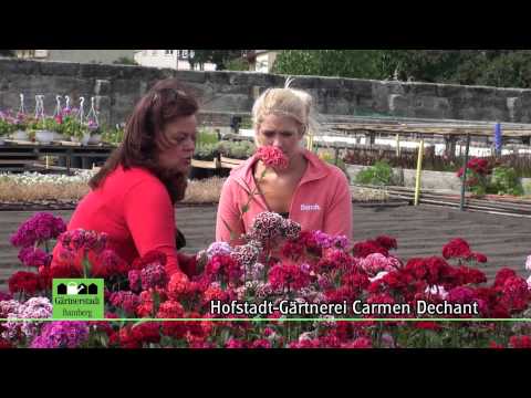 Hofstadt-Gärtnerei Carmen Dechant Bamberg