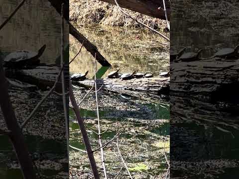 They are back! #forest #nature #wildlife #animals #minnesota #mn #turtle #turtles #reptile #spring