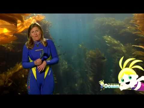 Dive Into California featuring Sharks Plus More from Adventures of Ocean Annie DVD Series