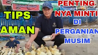 Download lagu TIPS FOR GETTING MUSHROOM CHICKENS TO GO DOGS AND TIPS FOR GETTING MUSHROOM CHICKEN CANNERS AND H... mp3 Download lagu TIPS FOR GETTING MUSHROOM CHICKENS TO GO DOGS AND TIPS FOR GETTING MUSHROOM CHICKEN CANNERS AND H... mp3
